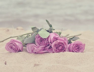 海滩玫瑰.jpg